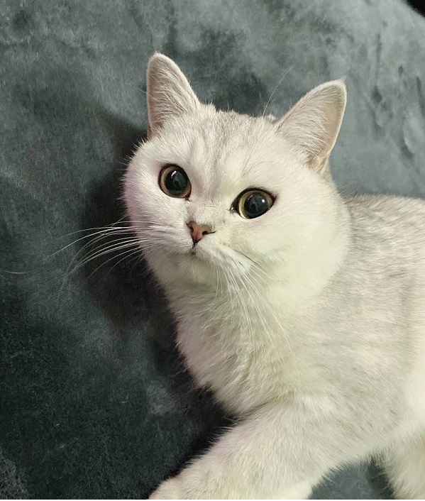 Tofu cat litter