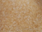Alumina Silica Gel(PY-H)