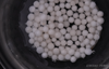 Water-resistant Silica Gel (FNG)After Water Absorption